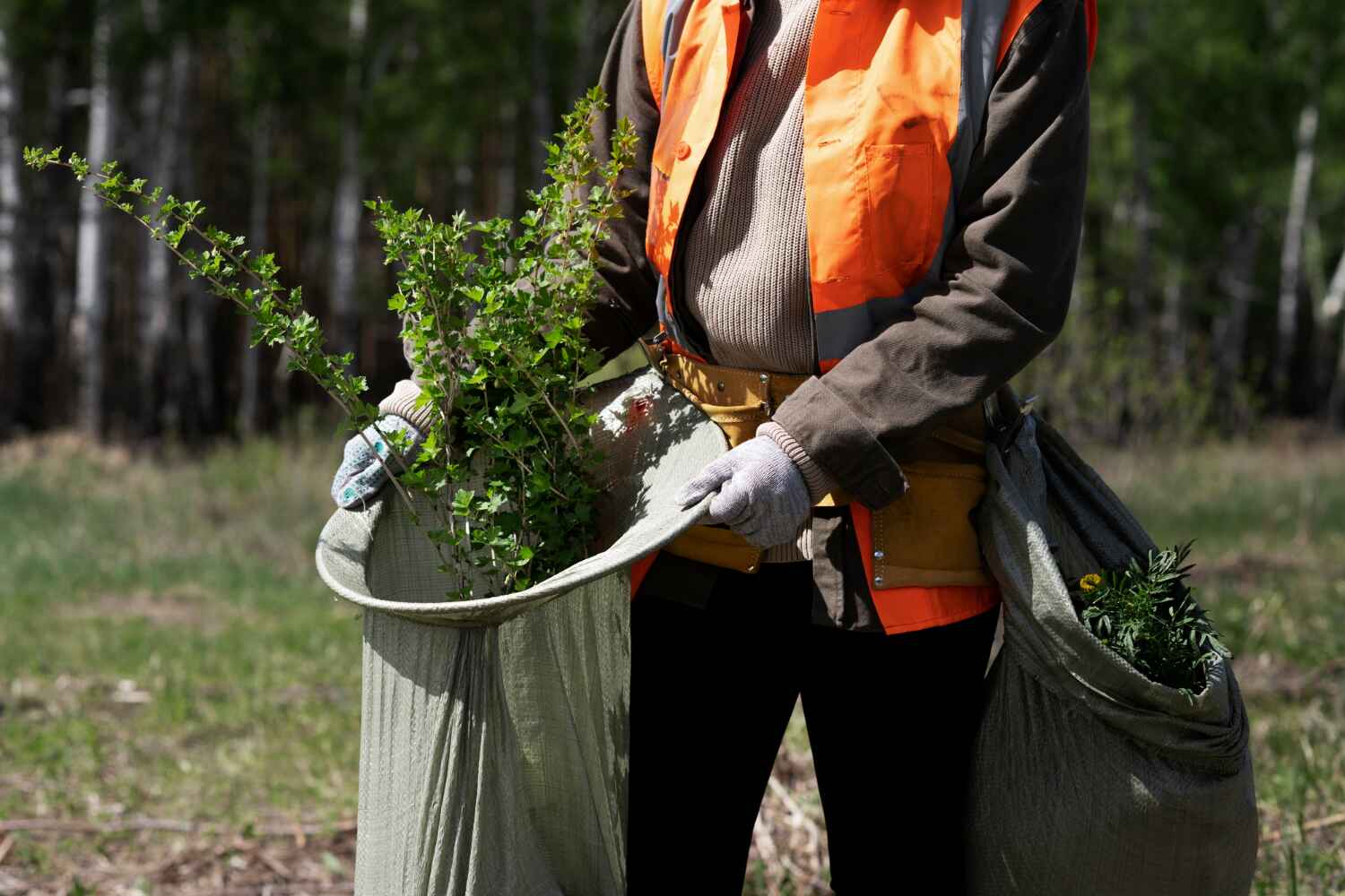 Best Tree Trimming Near Me  in Auburn, IL